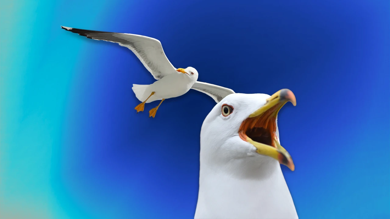 Czym jest seagulling?