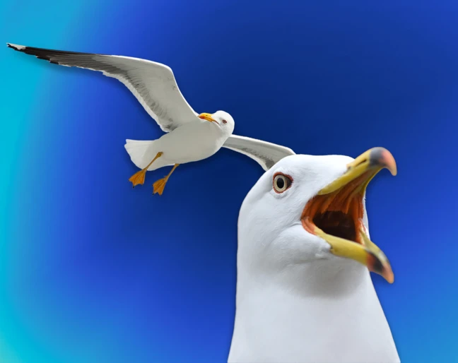 Czym jest seagulling?